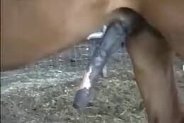 260px x 173px - Horse Sex. Free animal porn videos and zoo sex movies