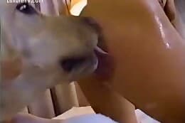 free animal porn