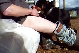 amateur dog sex