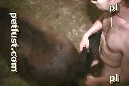 pet sex