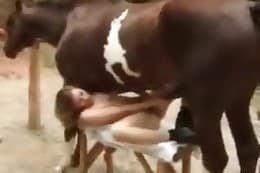 animal sex clips