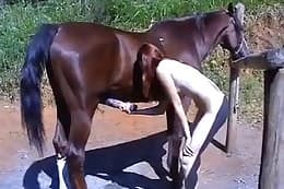 Girl fuck a horse by sucking its dick  
