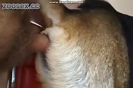 dog