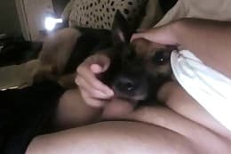 free animal porn