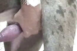 animal sex clips