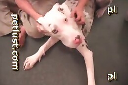 canine