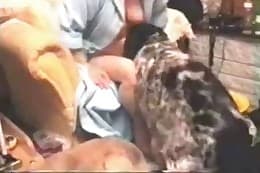 pet sex