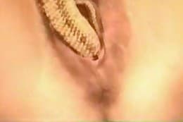 animal sex clips