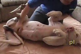 animal sex clips