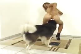 animal sex clips