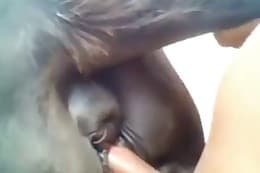 animal sex clips