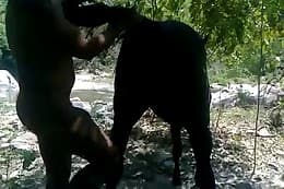 horse sex