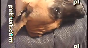 puss,dog-xxx