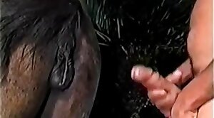 nailing,animals-video