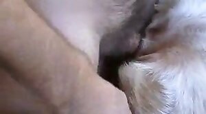 guy,animal-fuck