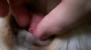 incredible,beastiality