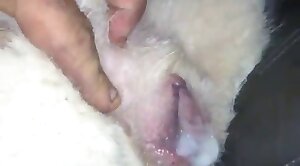 intercourse,wild