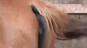 animals-video,sex-movie
