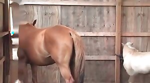 animals-video,sex-movie