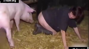 animal-fuck,pig