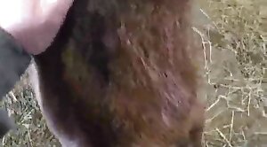 povvideo,animal-porn