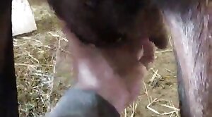 povvideo,animal-porn