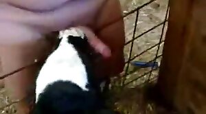 animal-fuck,oral