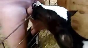 animal-fuck,oral