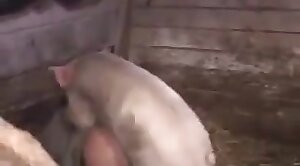 pig,tubes