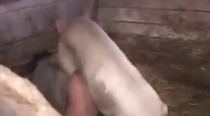 pig,tubes