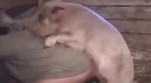 pig,tubes