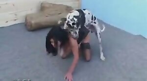 uhd,dalmatian