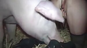 really,animals-video