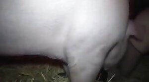 really,animals-video