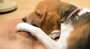 animal-porn,lover