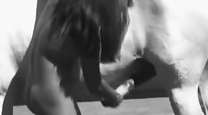 free-zoo,animal-porn