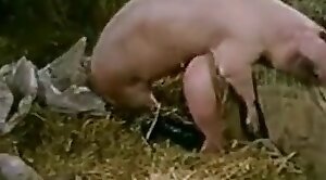 free-zoo,zoo-hd