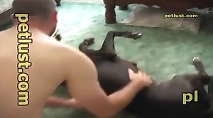 fetish,animals-video