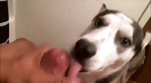 beastiality,gape-videos