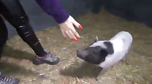 pig,cock