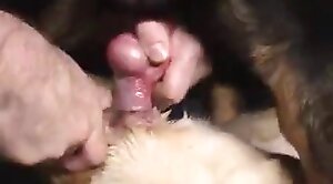 dog-xxx,sex-movie