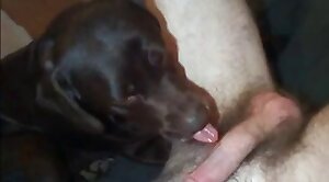 amazing-sex,dog-xxx