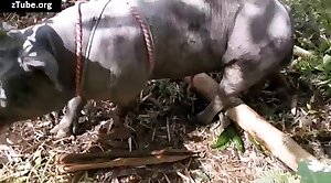 beastiality,animal-porn