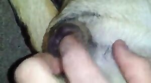 animal-fuck,dog-xxx