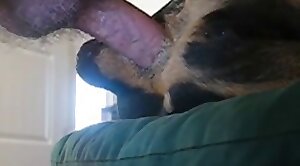 sex-movie,dog-xxx
