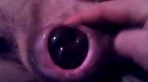 beastiality,animals-video