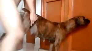 dude-porn,dog-xxx