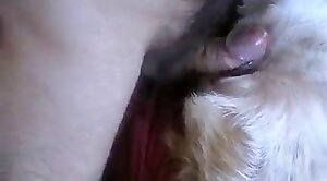 animal-porn,sex-movie