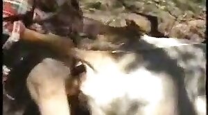 animal-porn,sex-movie