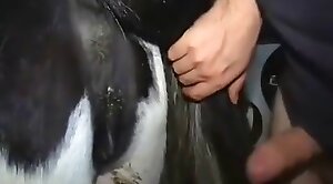 dude-porn,horse-sex